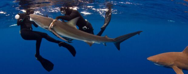 Epic! Blacktip Sharks attacking Topwater Lures 