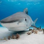 Is it Safe to Dive with Tiger Sharks?