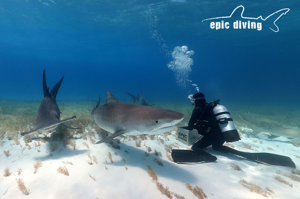 Tiger Shark Diving at Tiger Beach Bahamas — SDM Diving