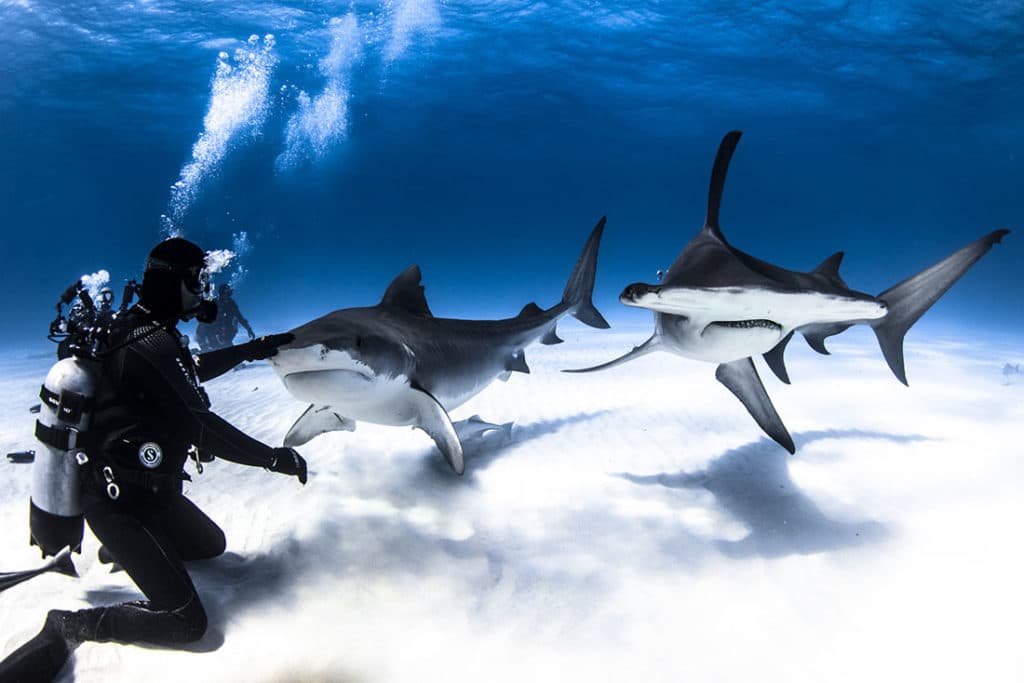 Tiger Shark Dive – Marina Boutique Hotel