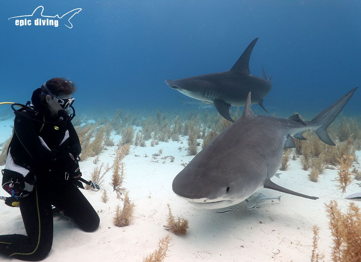 Tiger Beach Bahamas - Where is the best Shark Dive on Earth - Epic Diving
